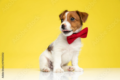 Playful Jack Russell Terrier wearing bowtie and panting