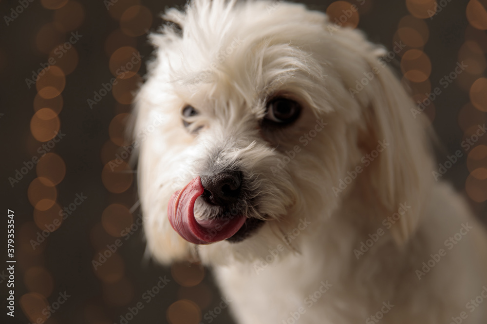 beautiful little bichon dog licking his nose beautiful little bichon dog licking his nose
