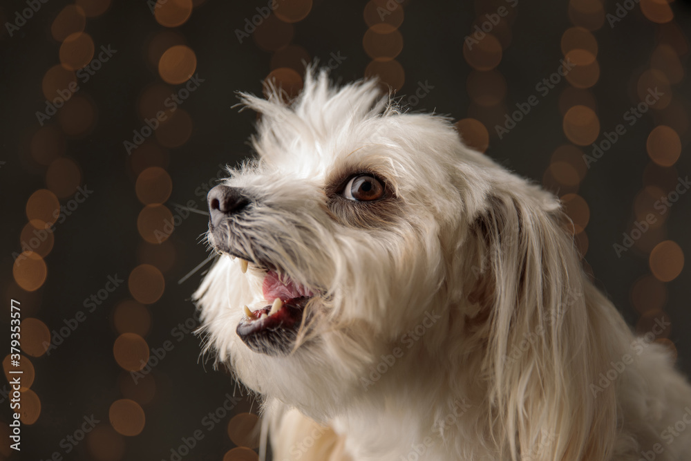 Fotografie cute bichon dog barking to a side