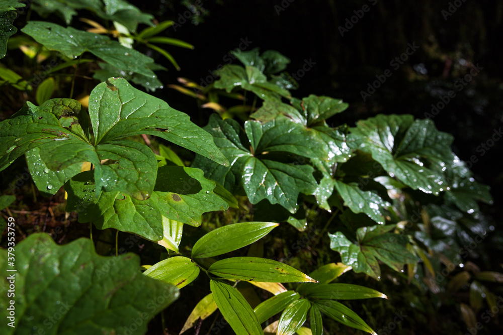 Obraz premium Vegetation of Olympic National Park, Washington State.