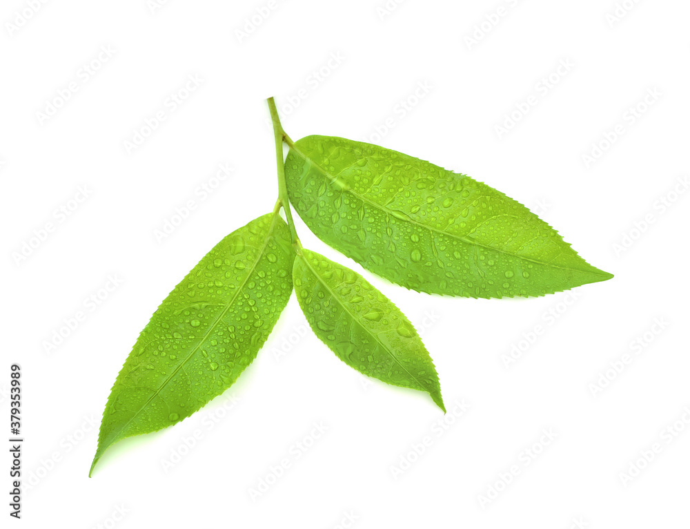 leaves Fresh green tea with drops of water isolated on white background. leaves Fresh green tea with drops of water isolated on white background.