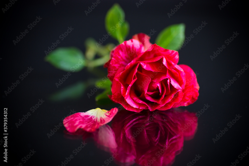 Fototapeta premium red rose with green leaves, on a dark background