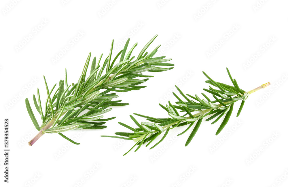 Rosemary isolated on white background