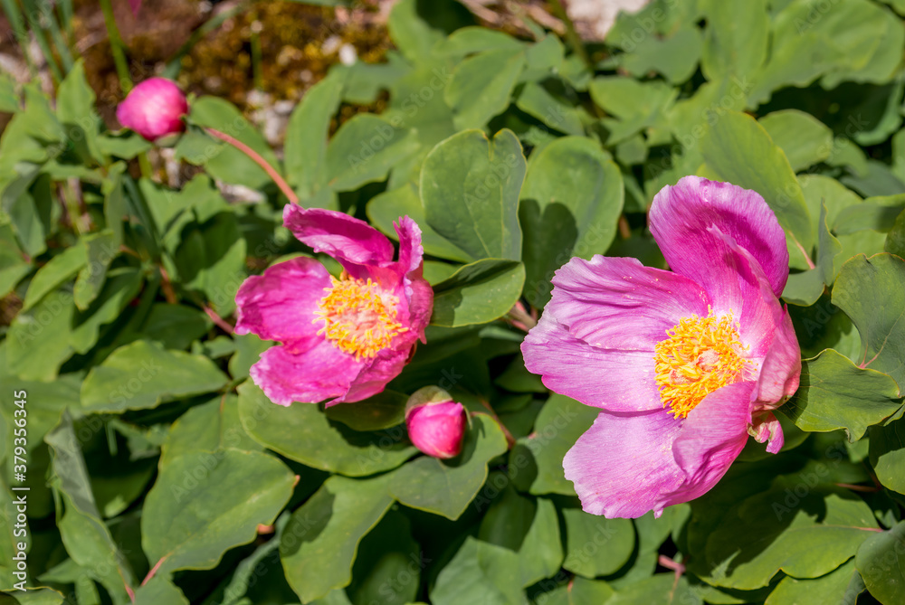 Crimean Peony (Paeonia daurica) Ai-Petri Mountain, Crimea Crimean Peony (Paeonia daurica) Ai-Petri Mountain, Crimea