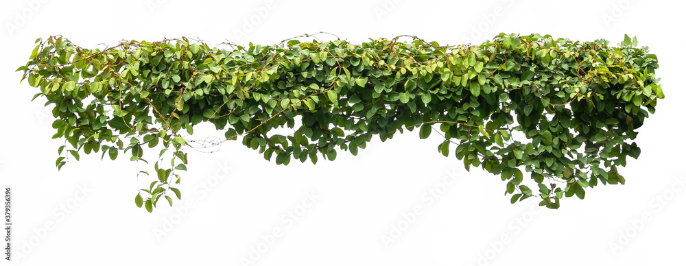 green ivy plant isolate on white background - obrazy, fototapety, plakaty 