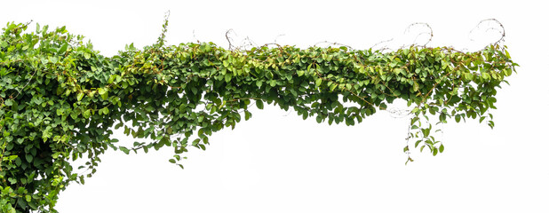 green ivy plant isolate on white background