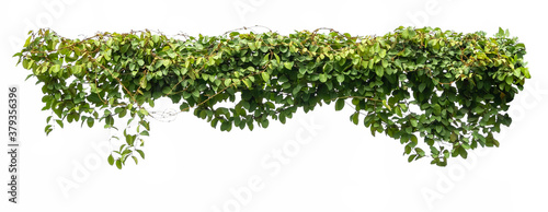 green ivy plant isolate on white background