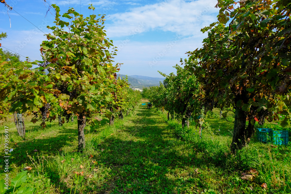 Vineyards with ripe red and white grapes ready for harvesting across mountains landscape and blue sky. Grapes in plastic containers across vineyards. Winemaking industry. Agriculture