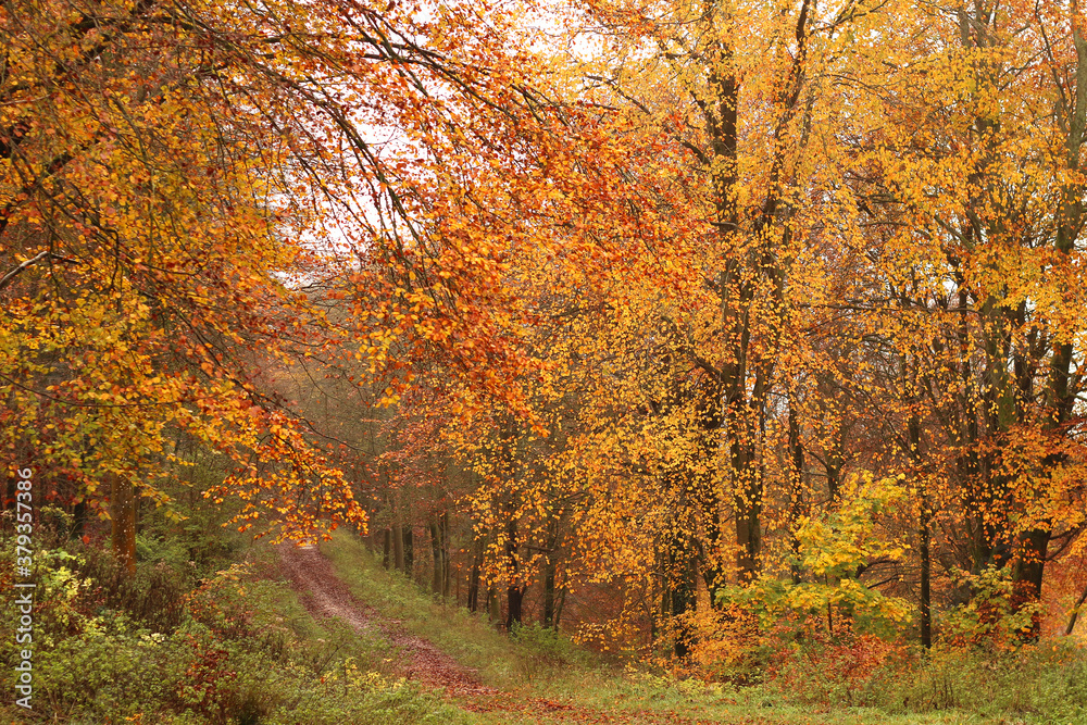 Vibrant leaves on trees in the forest in autumn