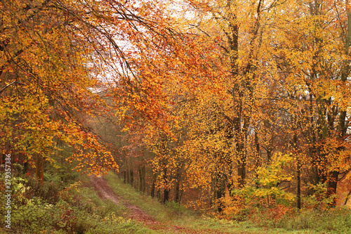 Vibrant leaves on trees in the forest in autumn