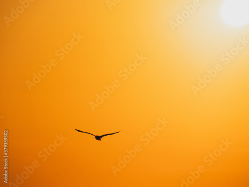 Vogel im Sonnenuntergang in Südfrankreich Atlantik 