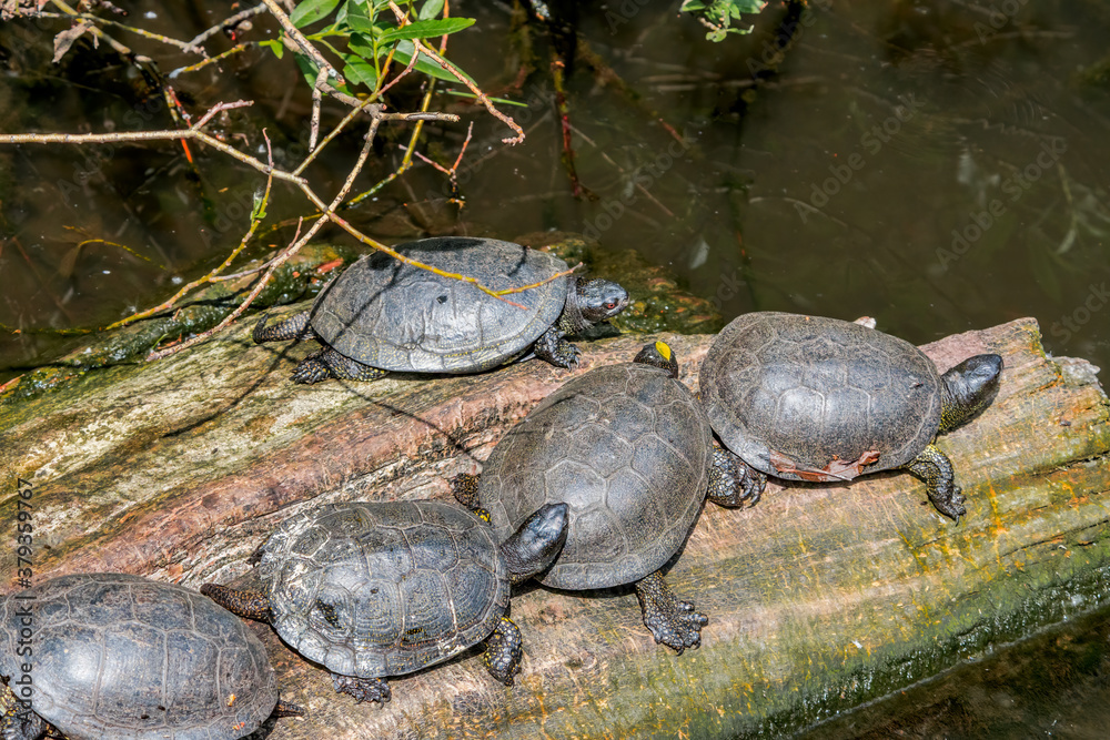 European Pond Terrapin (Emys orbicularis) in park, Moscow, Russia European Pond Terrapin (Emys orbicularis) in park, Moscow, Russia