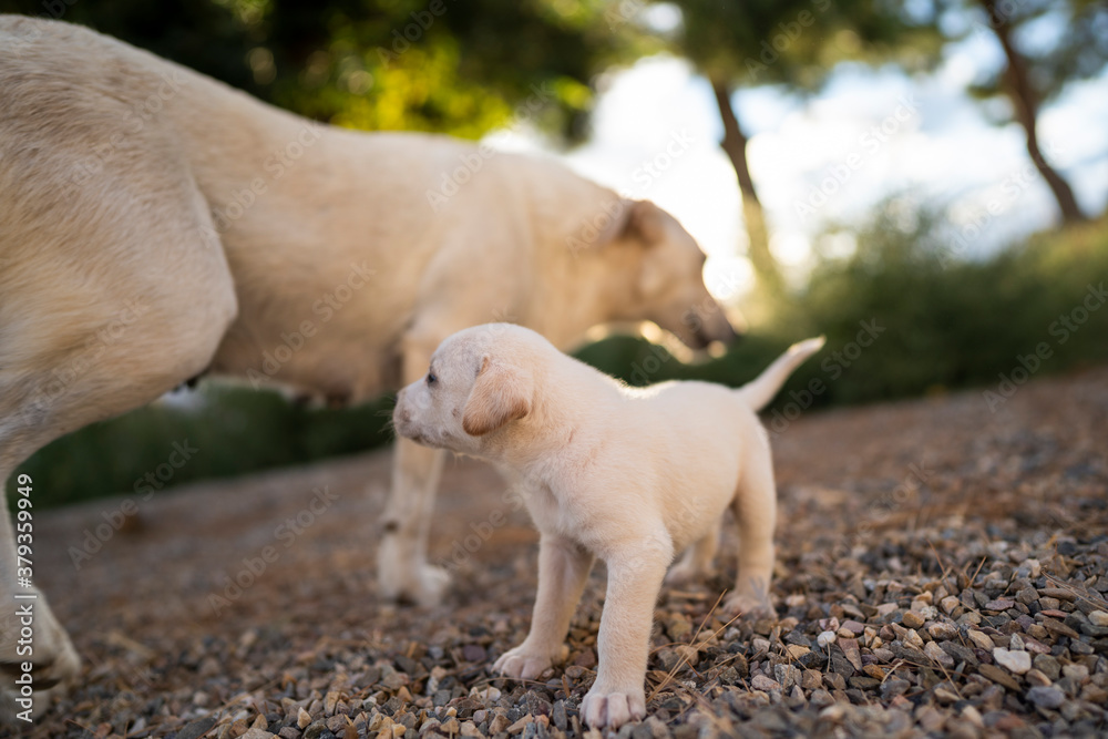 labrador pequeño cachorro blanco reciéntenme nacido y su madre labrador pequeño cachorro blanco reciéntenme nacido y su madre