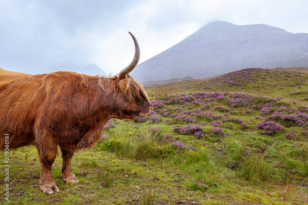Scottish Highland Cow (Cattles) with long horns on the Isle Of Skye in ...