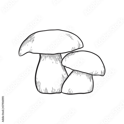 Hand drawn mushrooms. Vector illustration isolated on the white background.