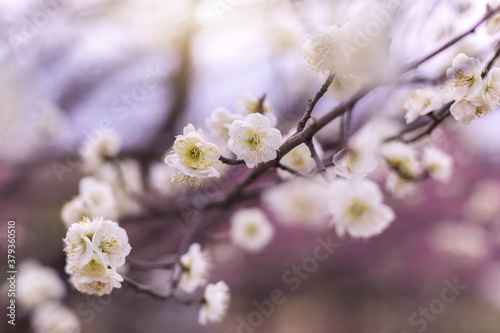 Kirschblüten © Indra