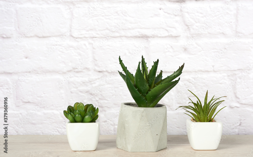 three ceramic pots with plants on a gray table three ceramic pots with plants on a gray table