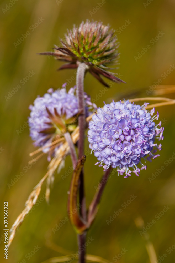 A close up of flowers in a field A close up of flowers in a field