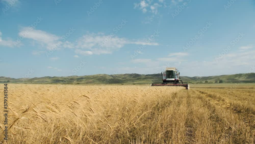 Combine harvester harvests in field of wheat. Combine harvesters cut wheat. The concept of harvesting in agriculture