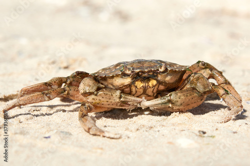 live crab on the sandy shore of the Black Sea   Ukraine  Kherson region