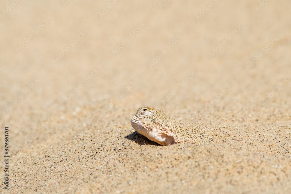 Secret Toadhead Agama (Phrynocephalus mystaceus) on Sarykum dune, Republic of Dagestan, Russia Secret Toadhead Agama (Phrynocephalus mystaceus) on Sarykum dune, Republic of Dagestan, Russia