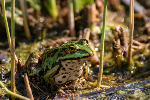 A frog sitting in the garden pond in summer