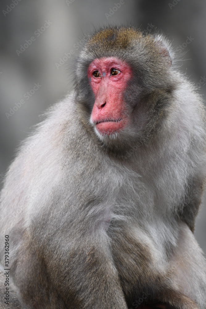 Naklejka premium ニホンザル