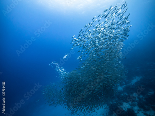 Bait ball / school of fish in turquoise water of coral reef in Caribbean Sea / Curacao with Blue Runner