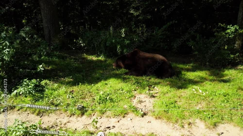 Bears in the woods. Filming in the summer.