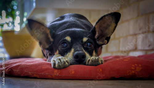 My dog