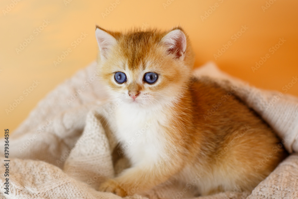 kitten breed British Golden chinchilla wrapped in a blanket, a kitten in a knitted blanket on a beige background