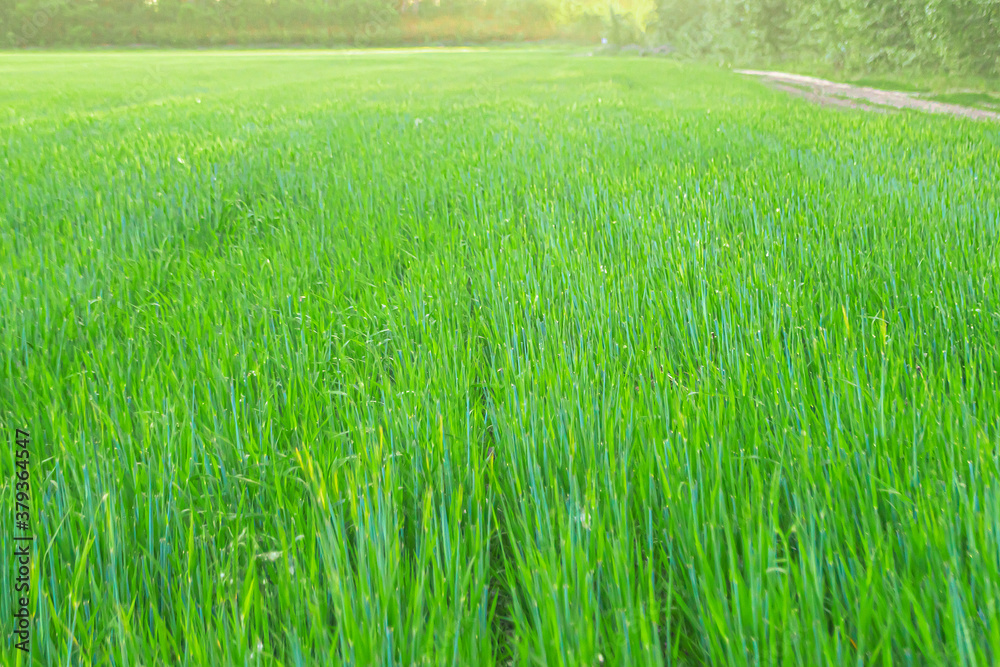 Obraz premium Green grass on field and clear blue sky.