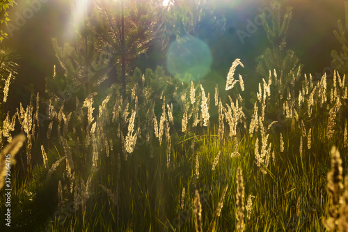 the grass glows in the rays sunset  outdoor scene