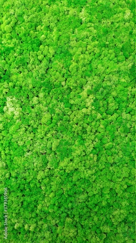 green fresh moss, top view