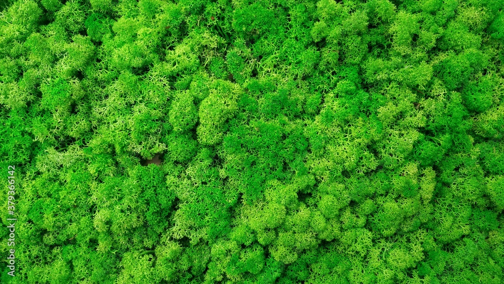green fresh moss, top view