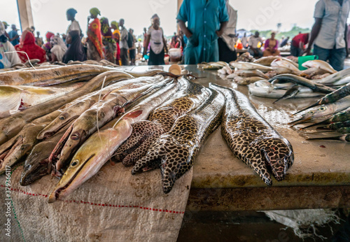 Moraenas on the table in Dar Es Salaam. Morey eel on slab at fish market, Tanzania photo