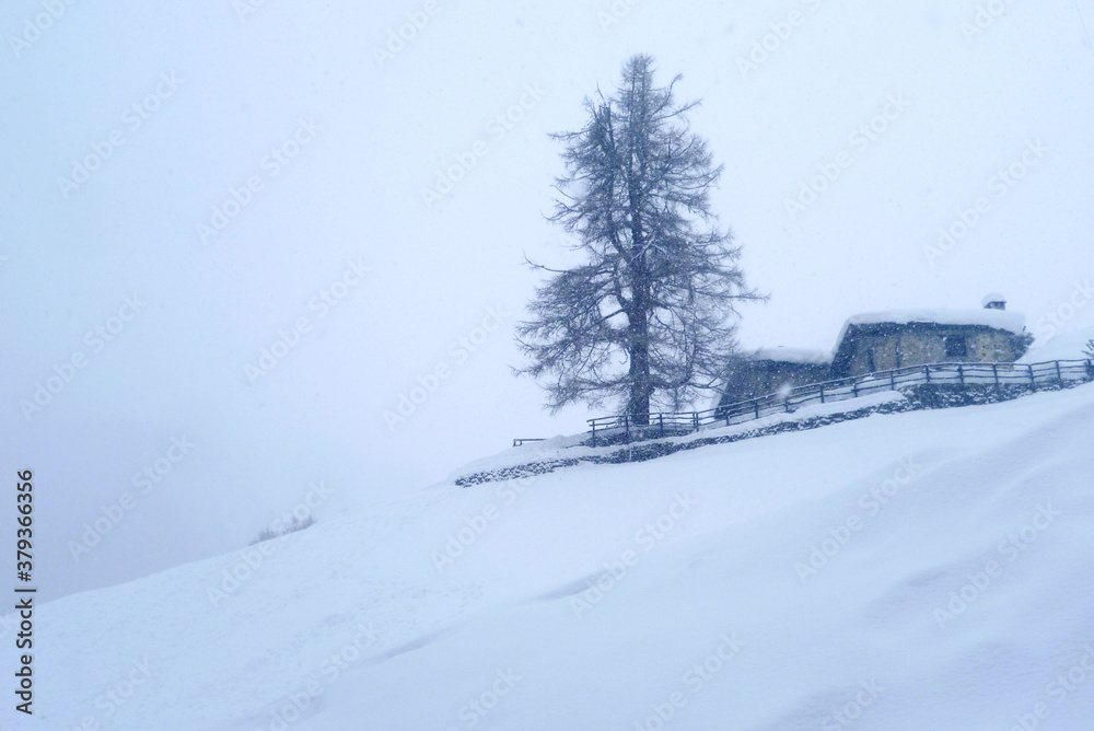 Obraz premium Black and white image of trees in winter under snow 