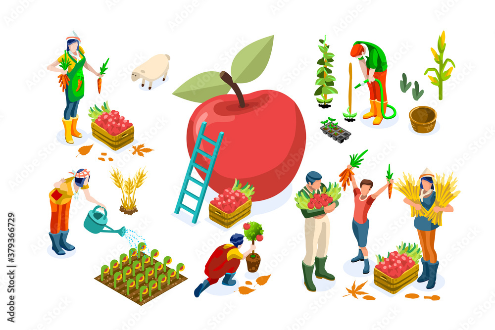 Fototapeta premium Men on happy farm work smiling on harvest and working on seasonal farms of apples. Happy agriculture of autumn fruits, people with garden fruits, agricultural season. Harvest flat vector illustration.