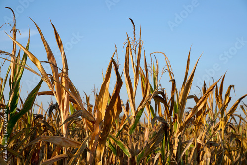 Maiskolben Maisfeld im Herbst