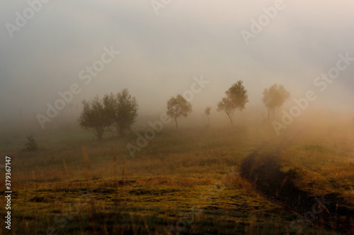 misty morning in the autumn forest in the mountains