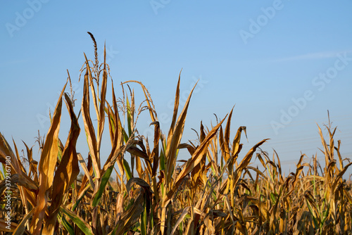 Maiskolben Maisfeld im Herbst