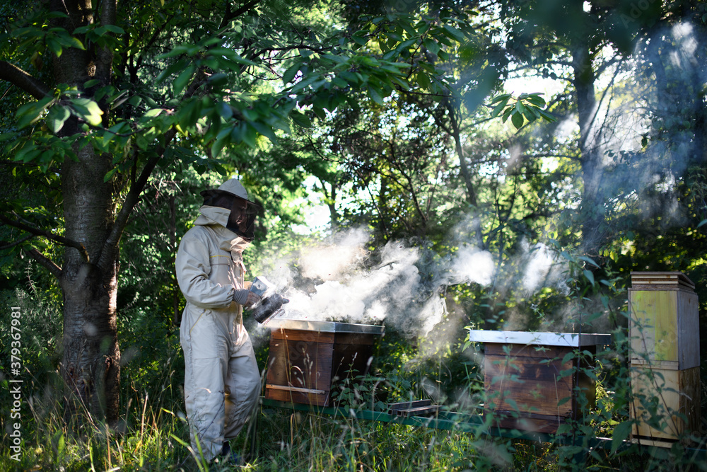 Portrait of man beekeeper working in apiary, using bee smoker. Portrait of man beekeeper working in apiary, using bee smoker.