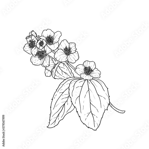 black and white branch flower jasmine outline isolated on background. Hand-draw contour line and strokes branch flowers. Design element for greeting card and invitation