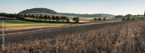 landscape with cornfields and meadows in regional parc de caps et marais d'opale in the north of france photo