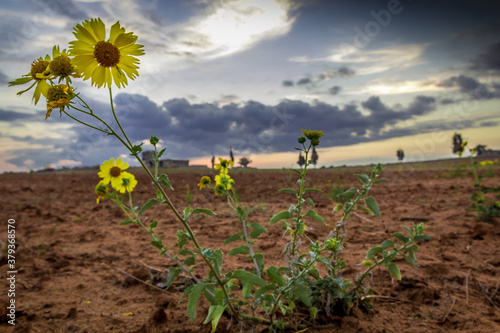 Yellow flowers on a field