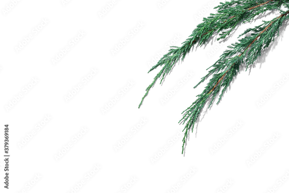 Fototapeta premium Green branches of juniper isolated on white background. Top view, flat lay, copy space. Christmas composition