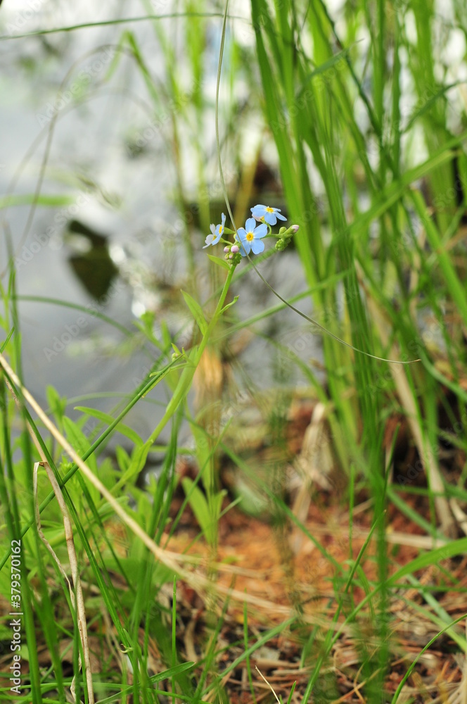 Close up of light blue blooming alpine forget-me-not flower by the lake in grass on the sand with a background of lake with a platform and green bright leaves.