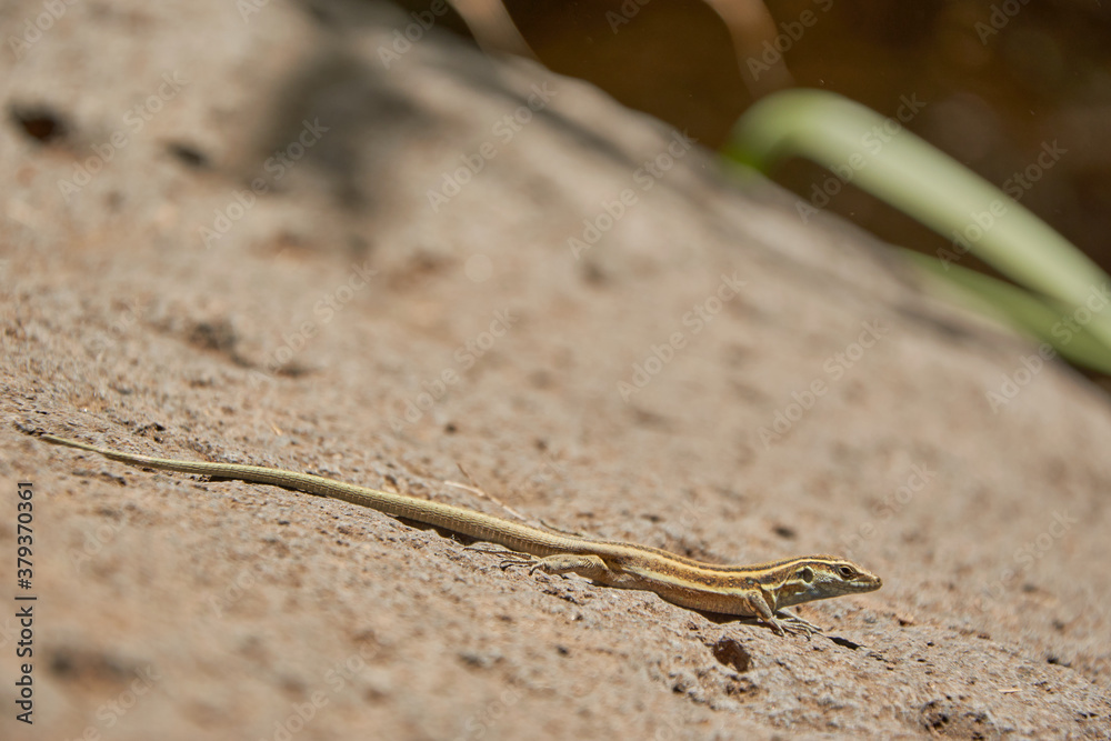 Close up of a lizard on a stone in the sun. Close up of a lizard on a stone in the sun.