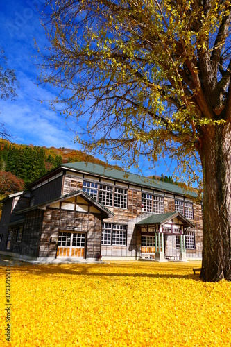 イチョウの落ち葉に彩られた晩秋の小学校。喰丸、昭和、福島、日本。11月上旬。