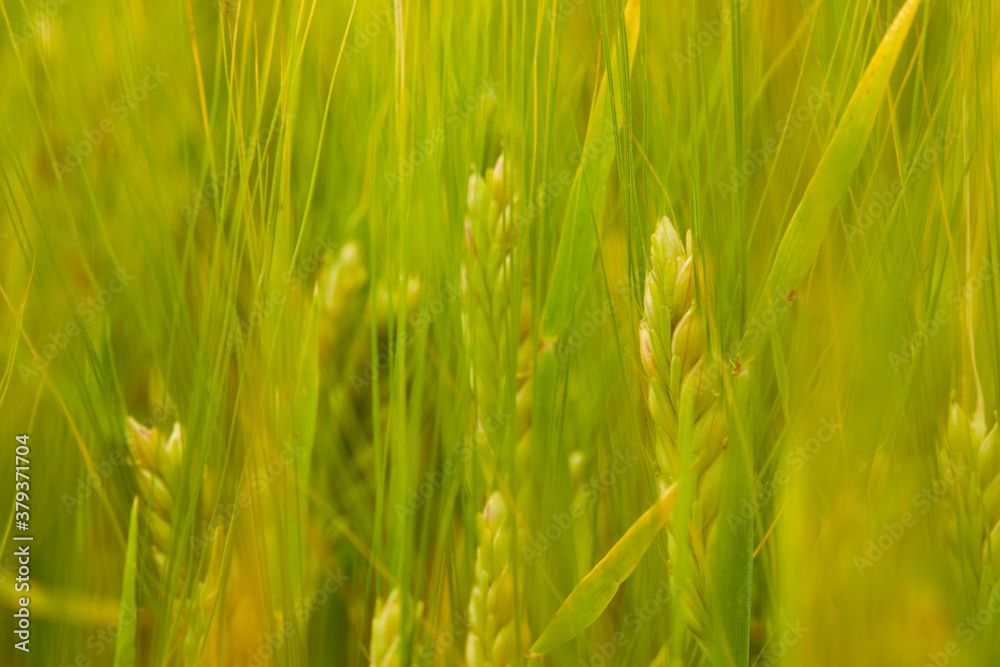 green wheat field on the farm field green wheat field on the farm field